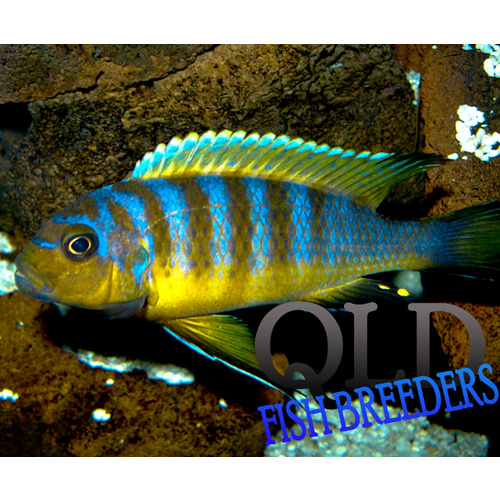 Zebra Long Pelvic Cichlid - Metriaclima Zebra Long Pelvic 5cm