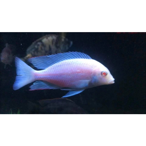 Albino Blue Dolphin Cichlid - Cyrtocara Moorii 5cm