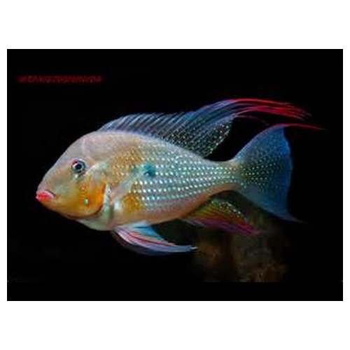 Albino Thread Finned Acara - Acarichthys heckelii 4cm