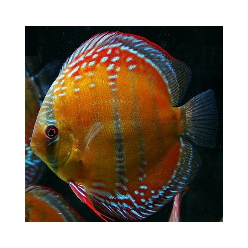 Discus Alenquer 9cm