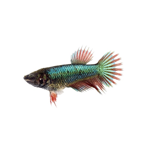 Siamese Betta Female Fighter Fish 5cm