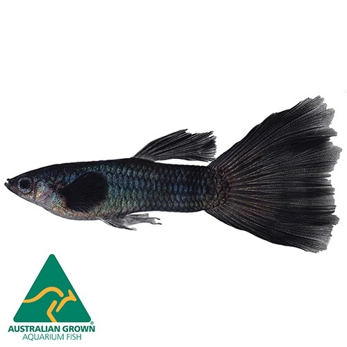 Black Male Guppy 3.5cm