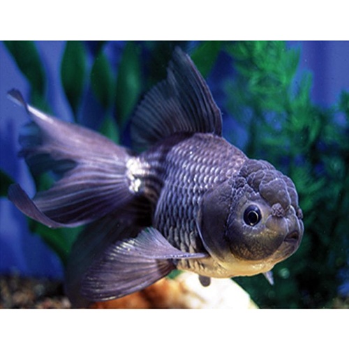 Oranda BlackGoldfish 9cm
