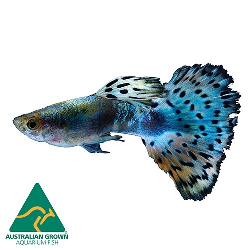 Blue Cobra Male Guppy 3cm