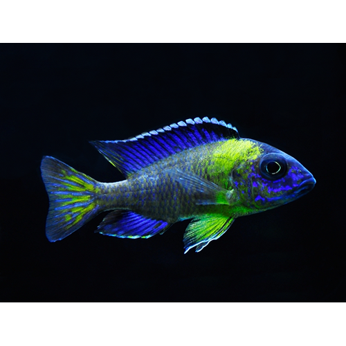 Neon Blue Peacock Aulonocara stuartgranti (Chiwindi) 