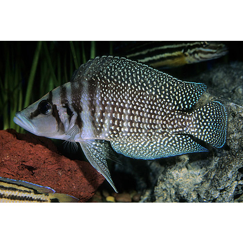 Calvus Cichlid 5cm 