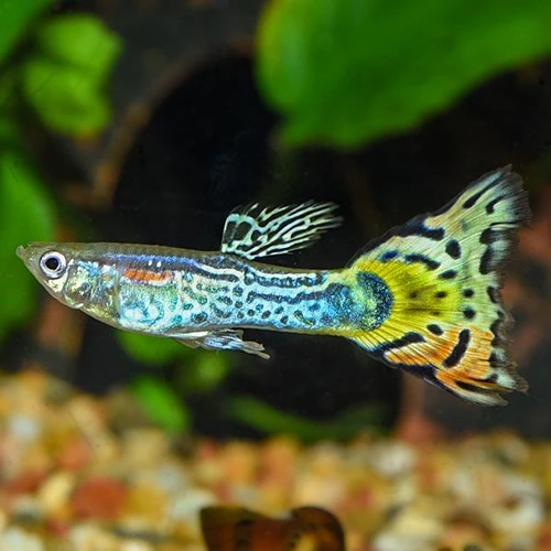 Cobra Leopard Tail Male Guppy 3.5cm
