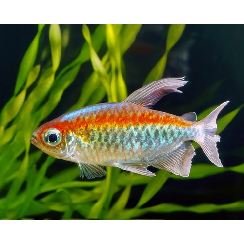 Congo Tetra 3-4cm