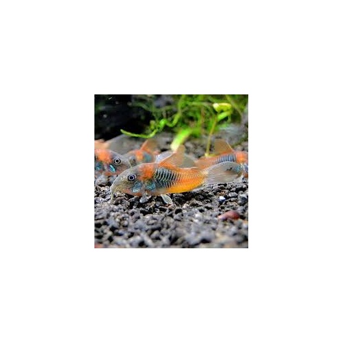 Corydoras venezuelanus “Orange” Cory  3CM