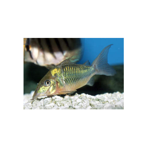 Emerald Cory Catfish 3.5cm Brochis Splendens