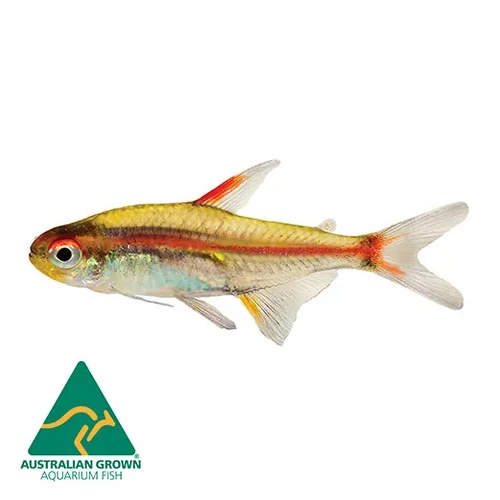 Glowlight Tetra 3cm