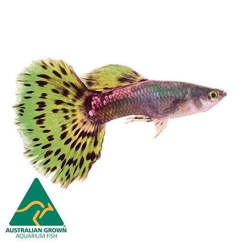 Green Cobra Male Guppy 3.5cm