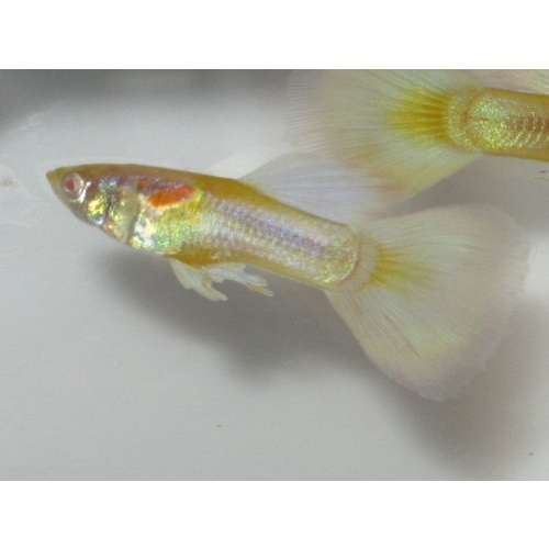 Guppy Feeder Fish 2.5cm