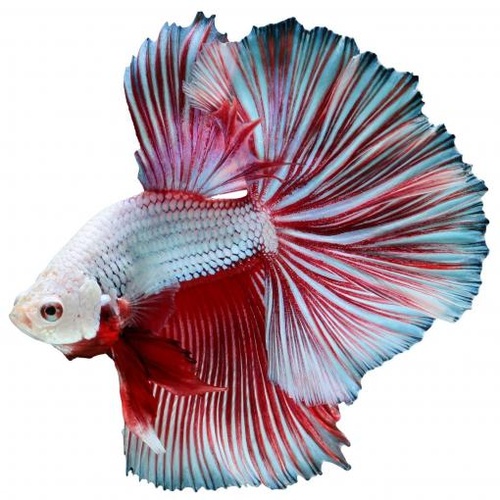 Siamese Fighting Fish Half Moon Flower Tail Betta 6cm