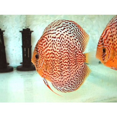 Discus Leopard Snake Skin 9cm