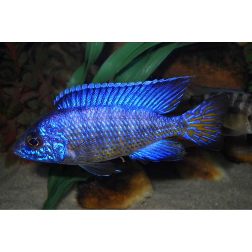 Peacock Stuartgranti Mbenji 5cm