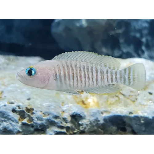 Neolamprologus multifasciatus 3cm Shell Dweller