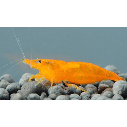 Orange Shrimp 