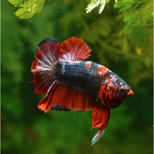 Betta Select Male Plakat Double Tail Koi 5cm Fighter Fish