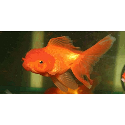 Oranda Red Goldfish 9cm