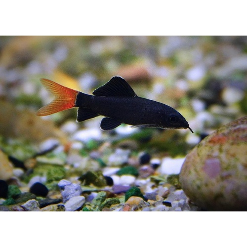Redtail Black Shark -Epalzeorhynchos bicolor 5cm
