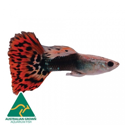 Red Dragon Tail Male Guppy 3.5cm