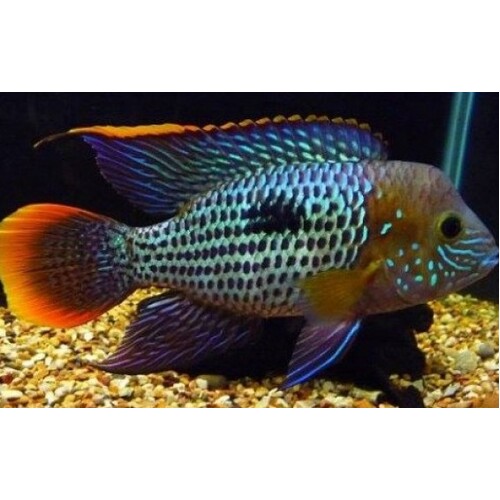 Rivulatus Cichlid -American 5cm