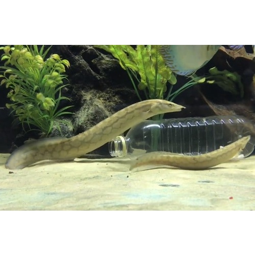 Spiney Eel 6cm