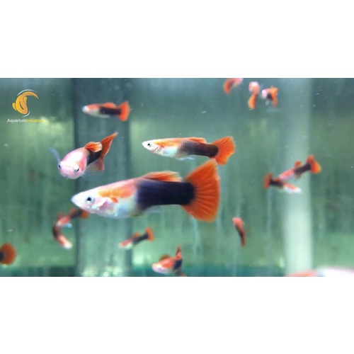 Male Tuxedo Red Guppy