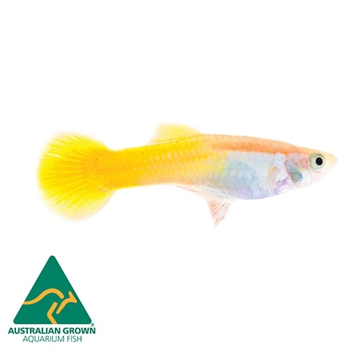 Yellow Cobra Male Guppy 3.5cm