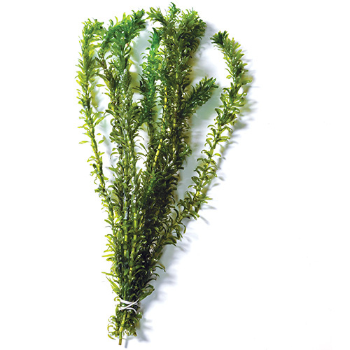 Elodea Supreme Live Plant 5 Pack