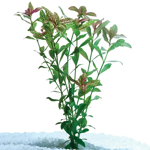 Hygrophila Pisces Aquarium Live Plant 5 Pack