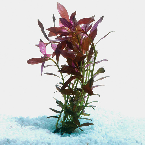 Narrow Ludwigia Live Aquarium Plant 5 Pack