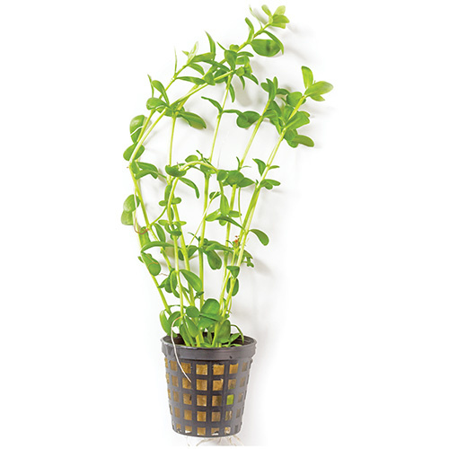 Baby Tears Live Plant 5cm Pot