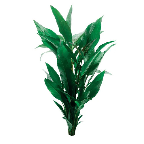 Blue Stricta Aquarium Live Plant 5 Pack