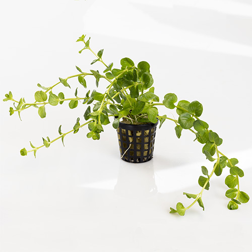 Green Pennywort Live Plant 5 Pack