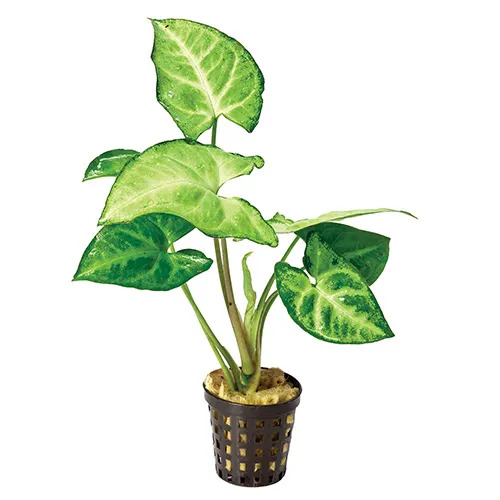 Borneo Sword Live Aquarium Plant