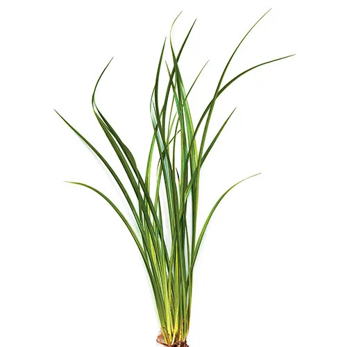 Vari Lime Rush Live Aquarium Plant