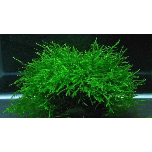 Fontinalis Willow Moss Live Aquarium Plant 5 Pack