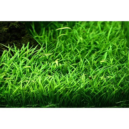 Lilaeopsis Live Plant Aquascaping 5 Pack