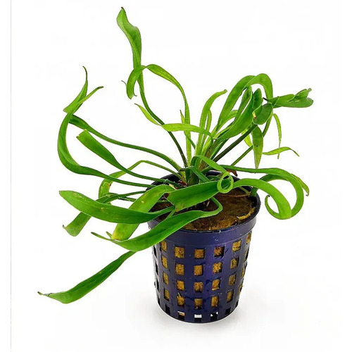 Echinodorus Vesuvius Live Aquarium Plant