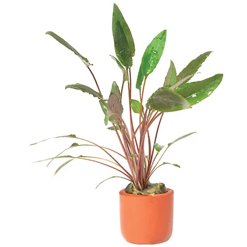 Crypt. Petchii Live Aquarium Plant - Terracotta 3cm Pots