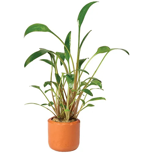 Crypt. Willisii Live Aquarium Plant -Terracotta 3cm Pot
