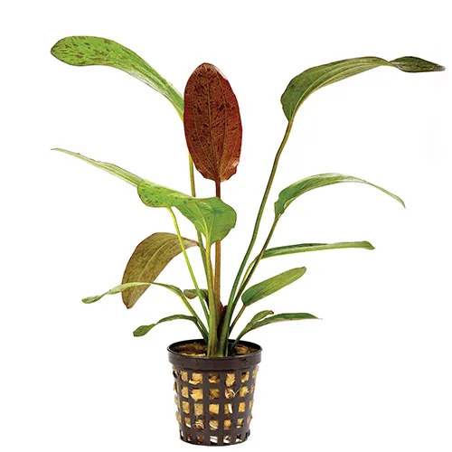 Echinodorus Ozelot Red Live Aquarium Plant - 5cm POT