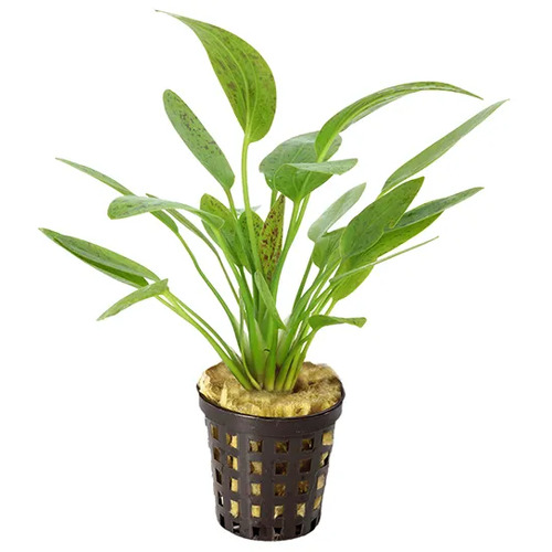 Echinodorus Ozelot Green 5cm Pot Live Aquarium Plant
