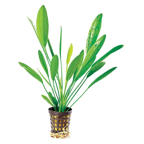 Echinodorus Uruguayensis Live Aquarium Plant - 5cm Pot