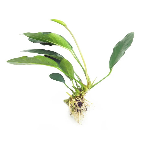 Anubias Lucy Live Aquarium Plant