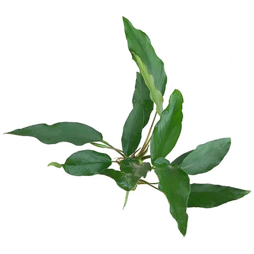 Anubias Lisa Live Aquarium Plant