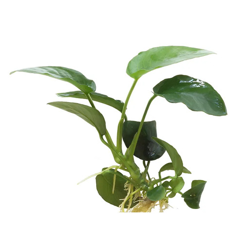 Anubias Paco Live Aquarium Plant