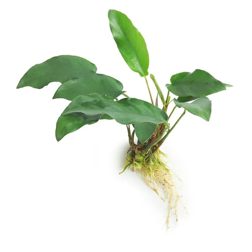 Anubias Emerald Heart  Live Aquarium Plant 20 - 30cm